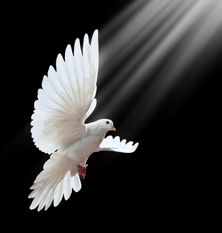Walking in the Spirit,  Moving into Miracles